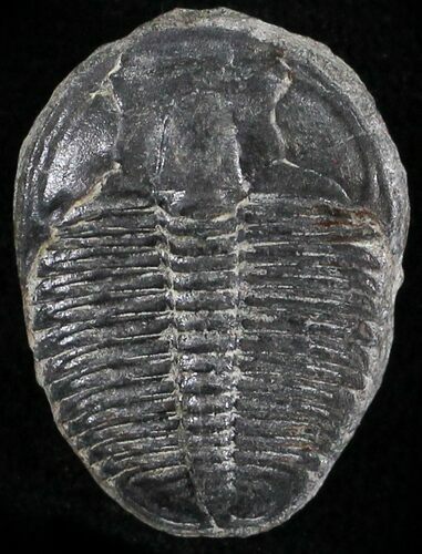 Elrathia Trilobite - Wheeler Shale, Utah #25001